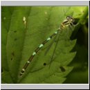 Coenagrion puella - Hufeisen-Azurjungfer Variante w02  keine pulchellum.jpg.jpg